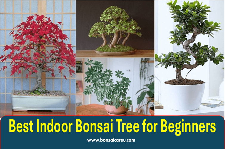 Best Indoor Bonsai Tree for Beginners