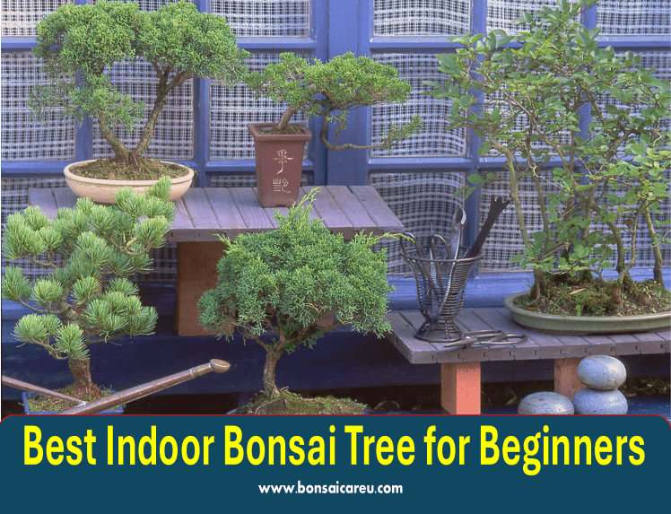 Best Indoor Bonsai Tree for Beginners