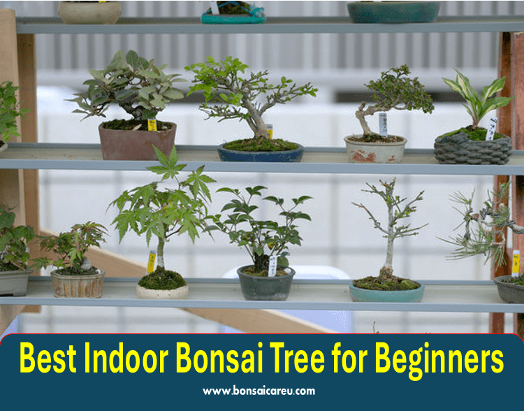 Best Indoor Bonsai Tree for Beginners