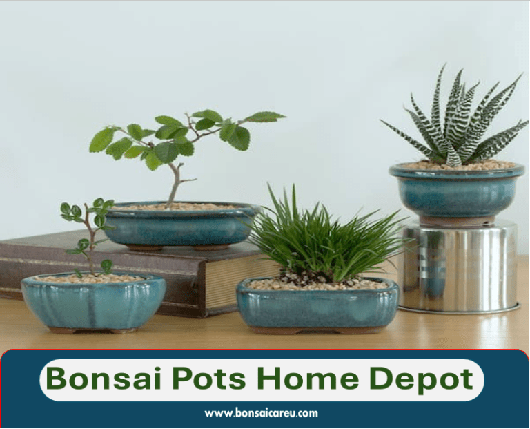 Bonsai Pots Home Depot