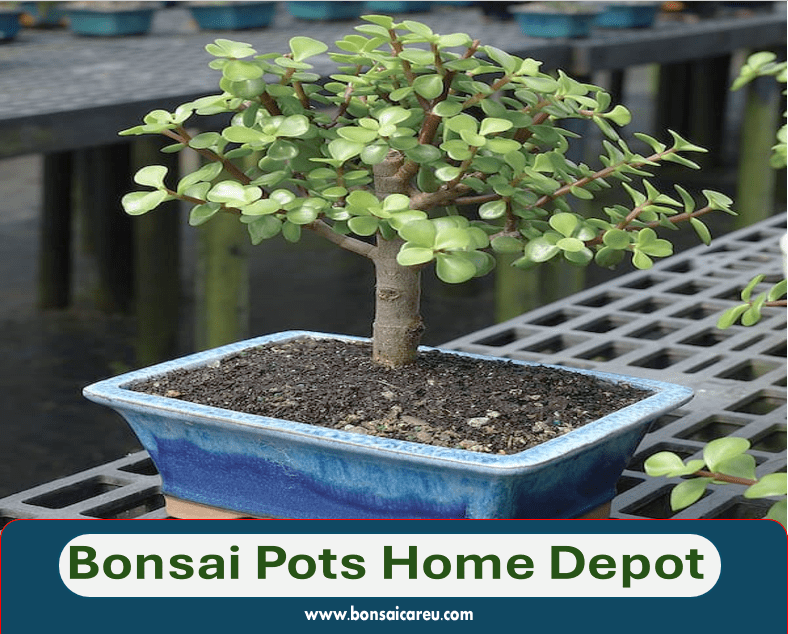 Bonsai Pots Home Depot