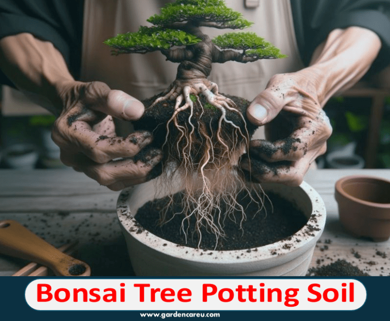 Bonsai Tree Potting Soil