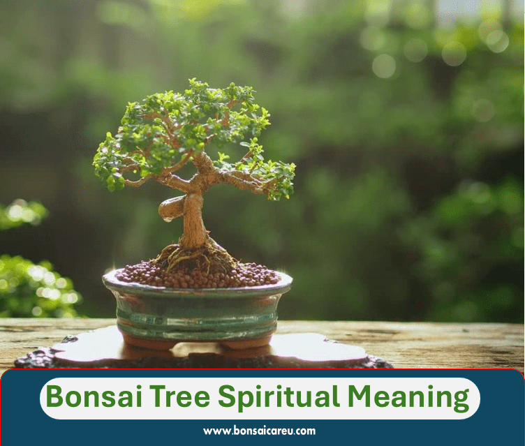 Bonsai Tree Spiritual Meaning