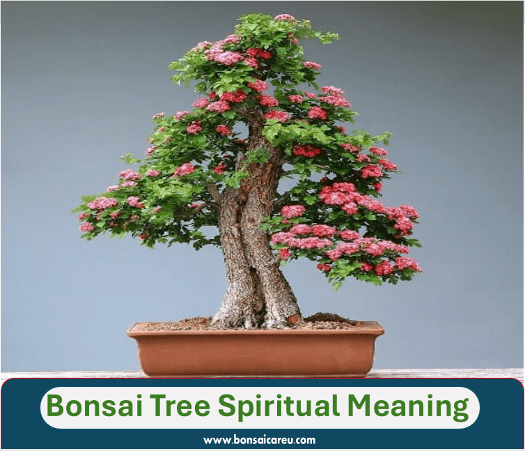 Bonsai Tree Spiritual Meaning