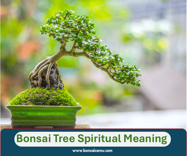 Bonsai Tree Spiritual Meaning