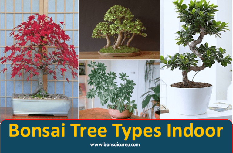 Bonsai Tree Types Indoor