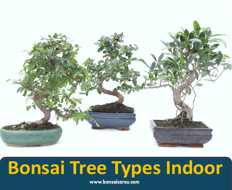 Bonsai Tree Types Indoor