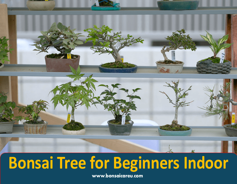 Bonsai Tree for Beginners Indoor