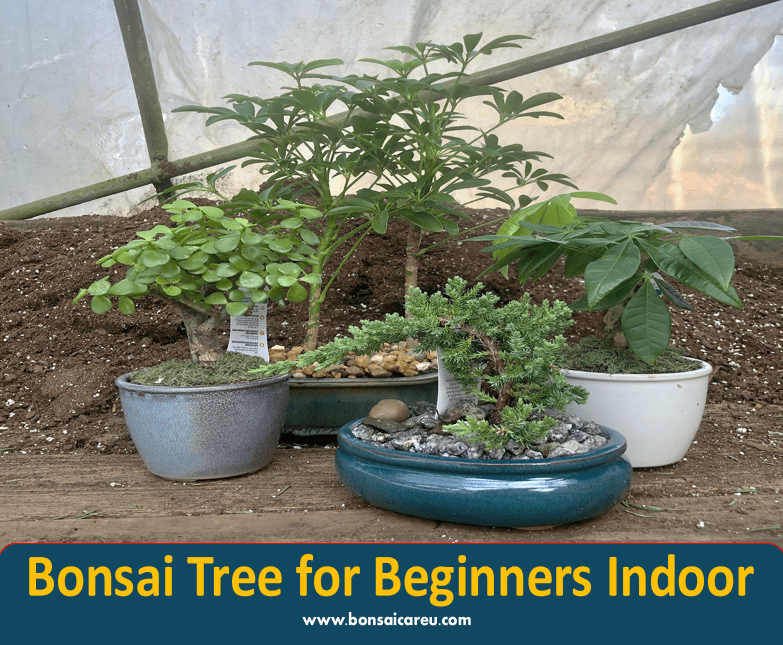 Bonsai Tree for Beginners Indoor