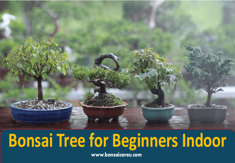 Bonsai Tree for Beginners Indoor