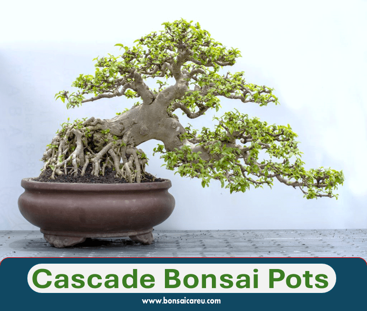 Cascade Bonsai Pots