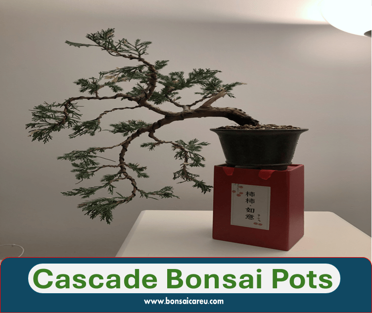 Cascade Bonsai Pots