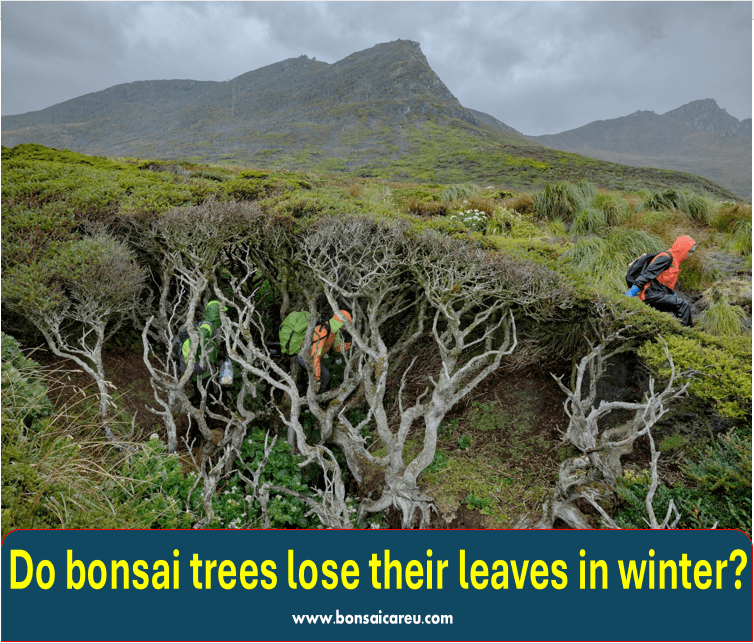 Do bonsai trees lose their leaves in winter