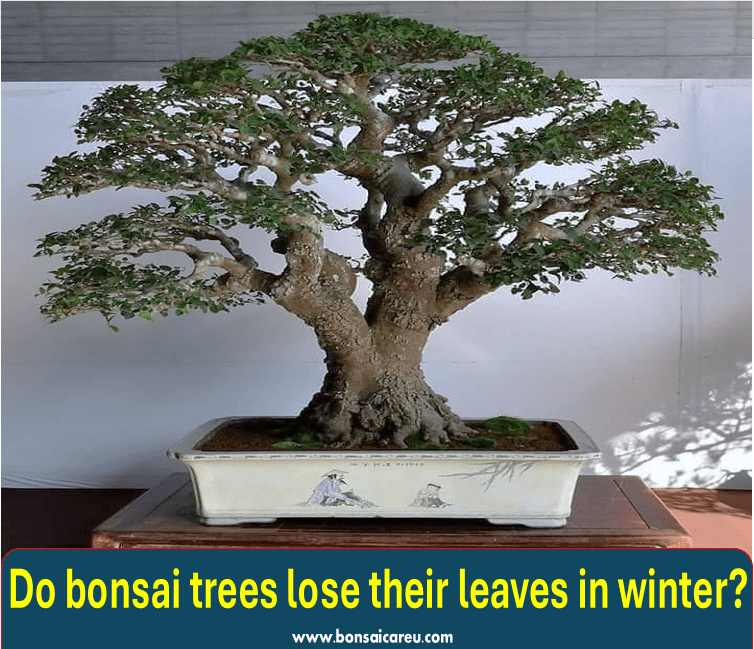 Do bonsai trees lose their leaves in winter?