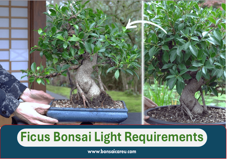 Ficus Bonsai Light Requirements