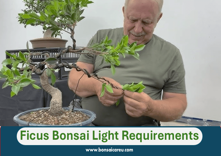 Ficus Bonsai Light Requirements