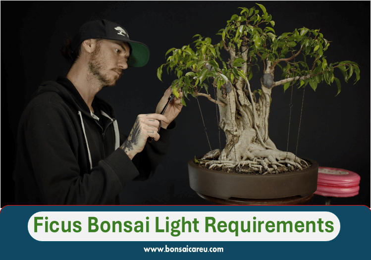 Ficus Bonsai Light Requirements