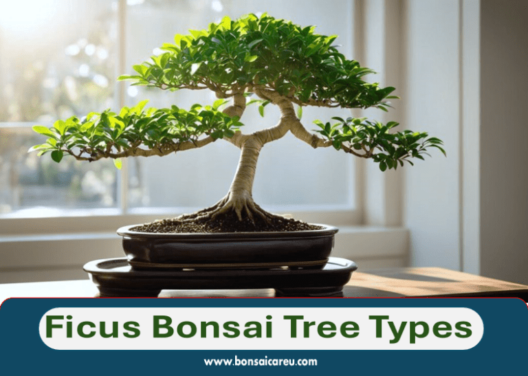 Ficus Bonsai Tree Types