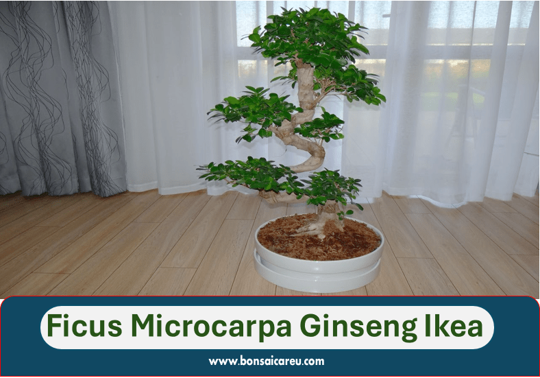 Ficus Microcarpa Ginseng Ikea