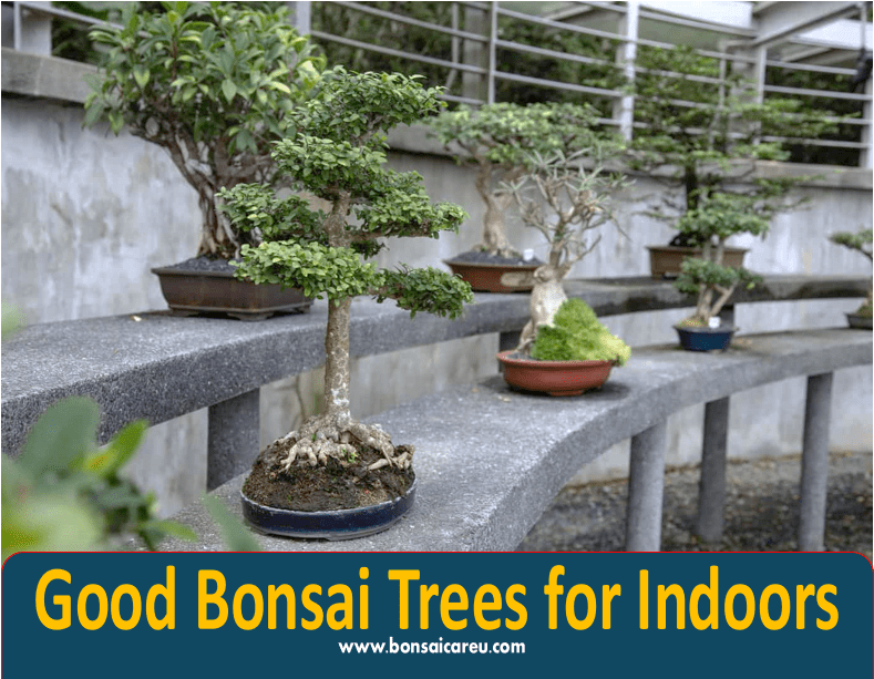 Good Bonsai Trees for Indoors