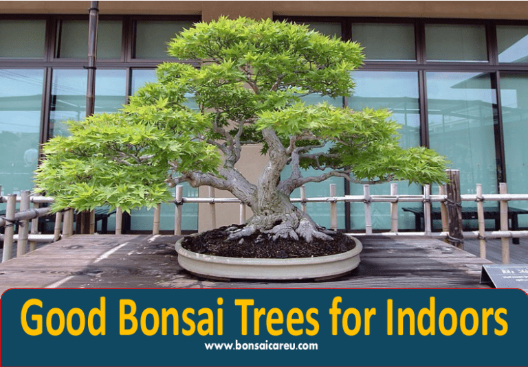 Good Bonsai Trees for Indoors