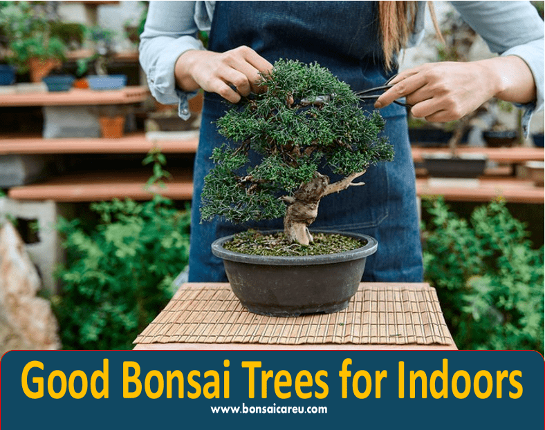 Good Bonsai Trees for Indoors