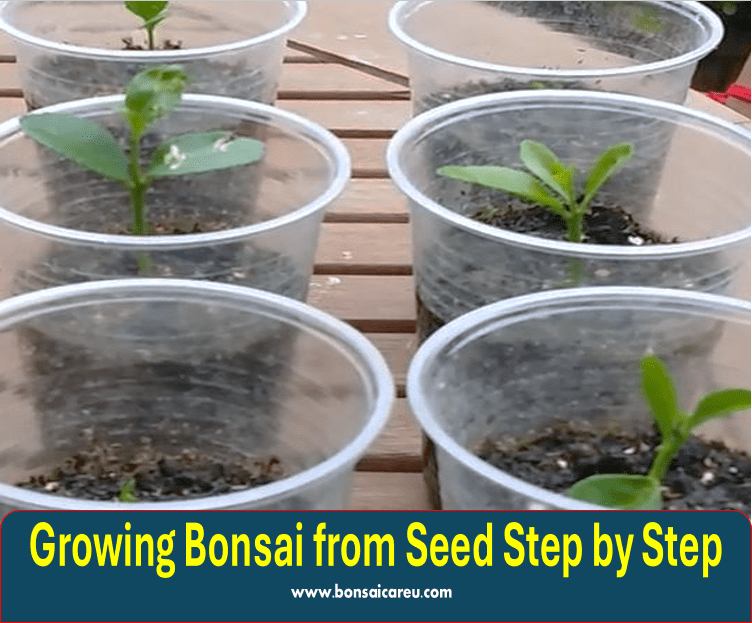 Growing Bonsai from Seed Step by Step