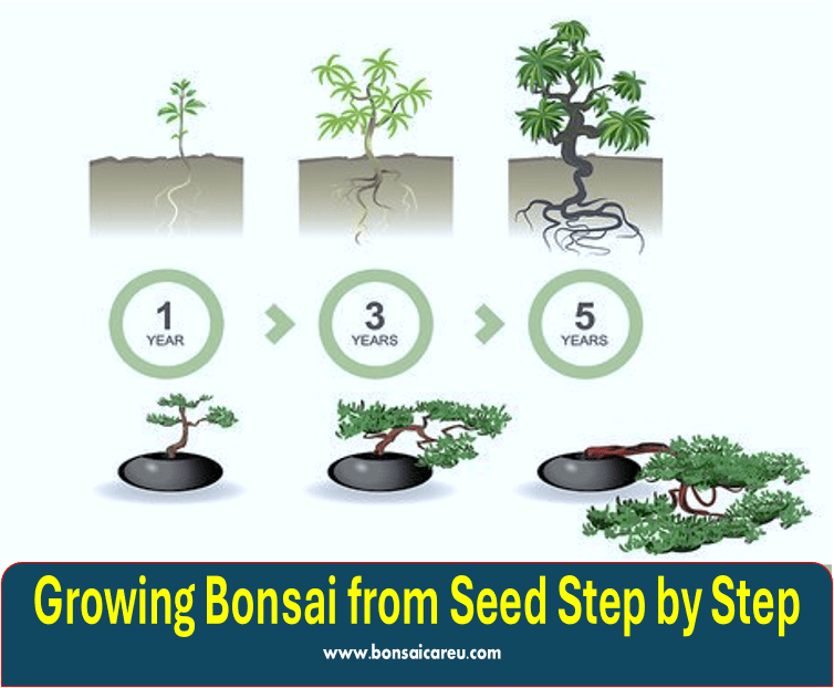 Growing Bonsai from Seed Step by Step