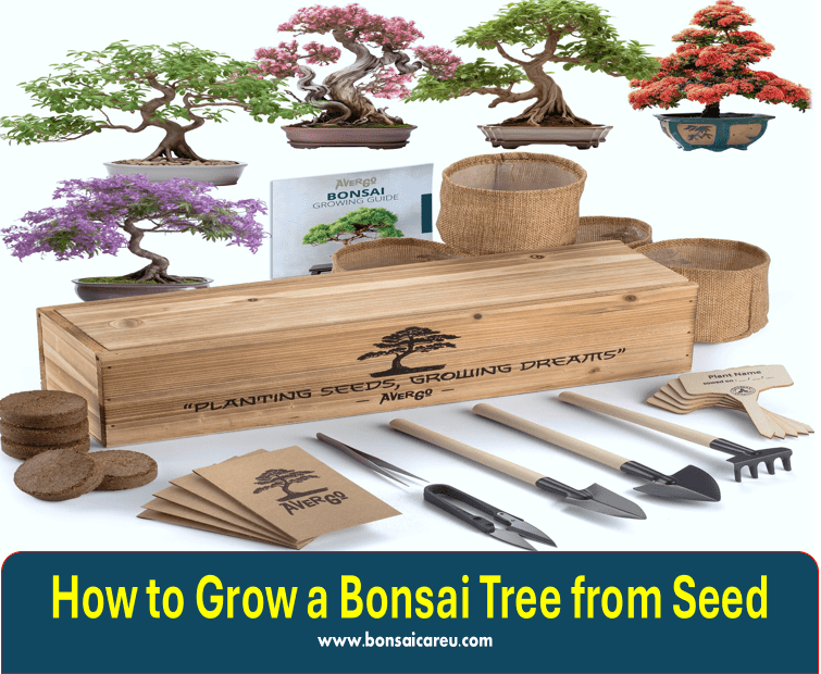 How to Grow a Bonsai Tree from Seed