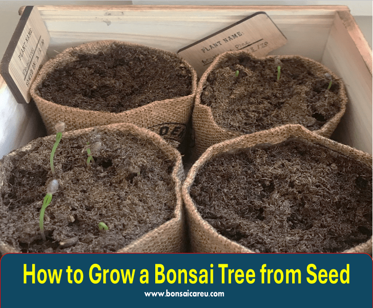 How to Grow a Bonsai Tree from Seed