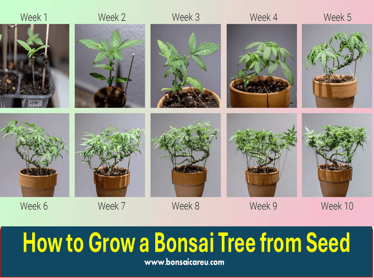 How to Grow a Bonsai Tree from Seed