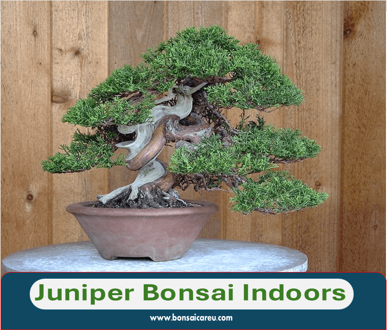 Juniper Bonsai Indoors