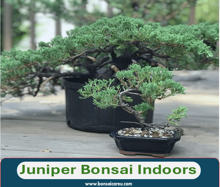 Juniper Bonsai Indoors