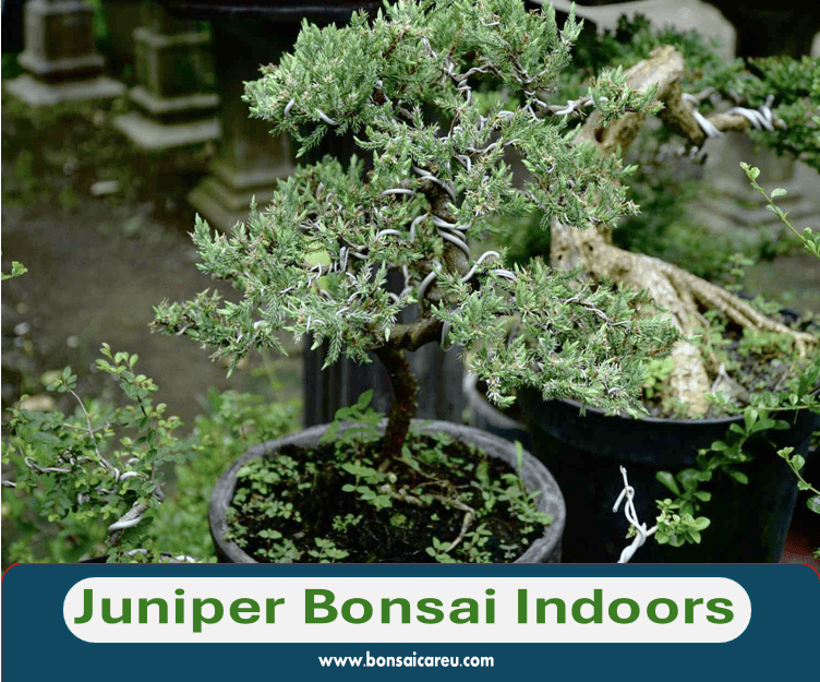 Juniper Bonsai Indoors