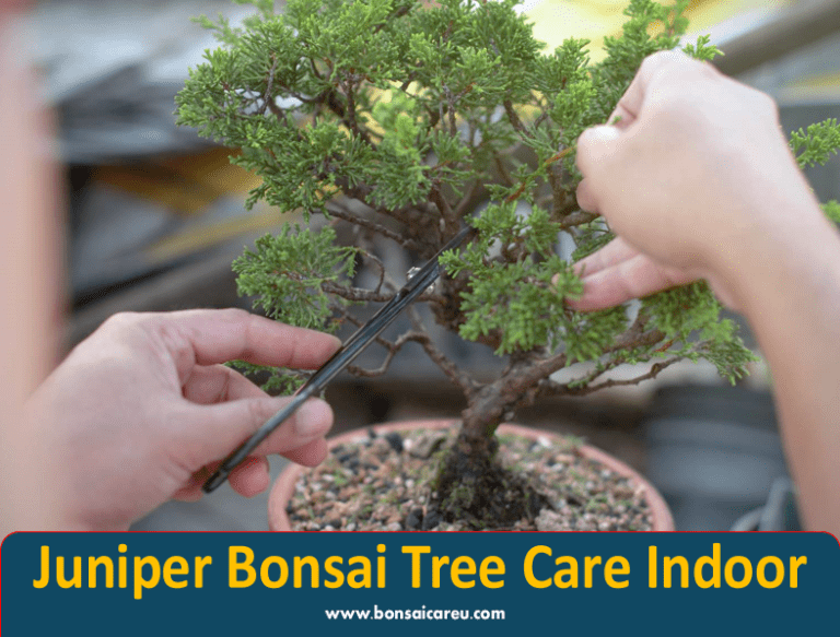 Juniper Bonsai Tree Care Indoor