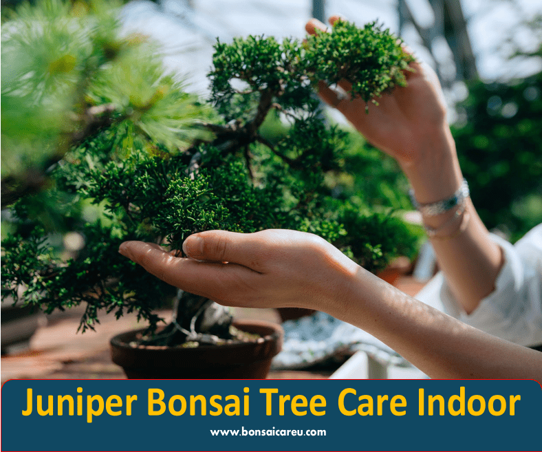 Juniper Bonsai Tree Care Indoor