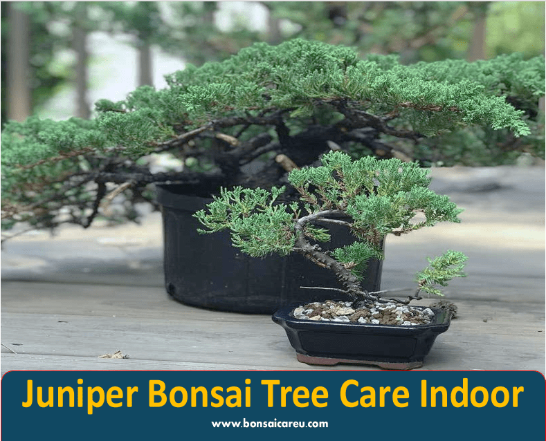 Juniper Bonsai Tree Care Indoor