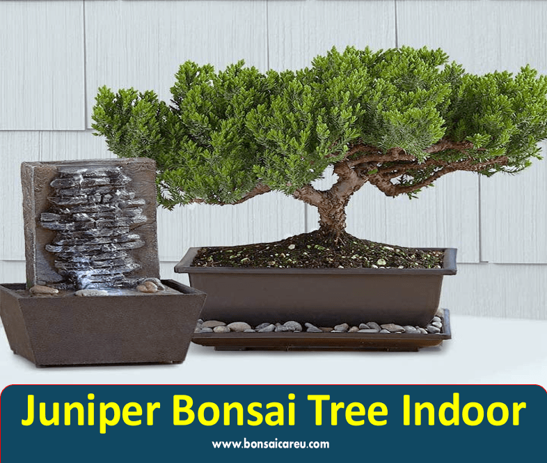 Juniper Bonsai Tree Indoor