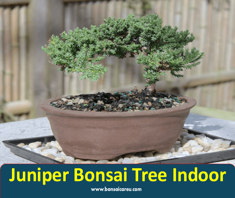 Juniper Bonsai Tree Indoor