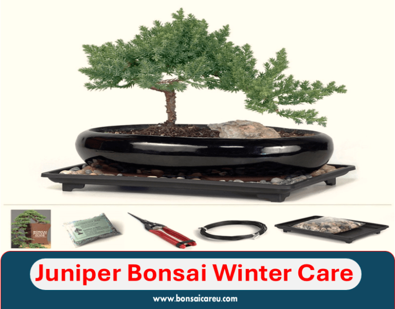 Juniper Bonsai Winter Care