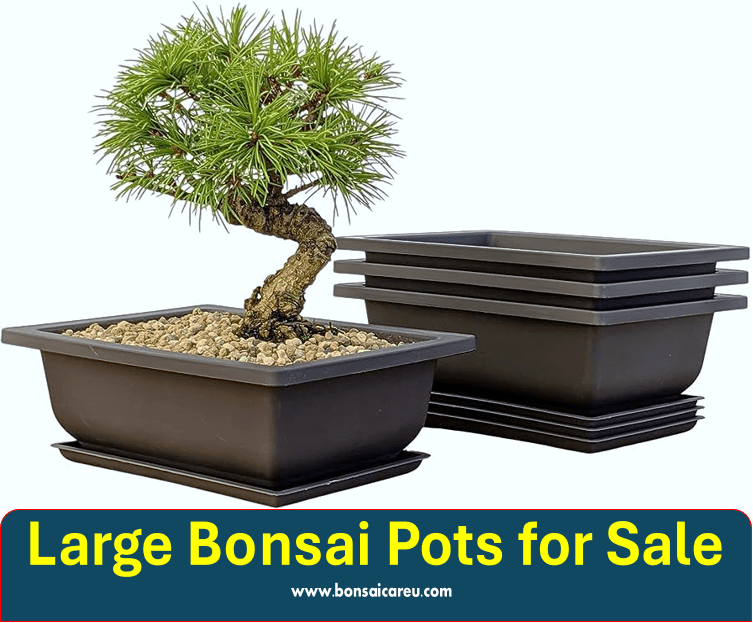 Large Bonsai Pots for Sale