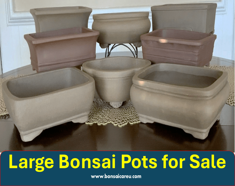 Large Bonsai Pots for Sale