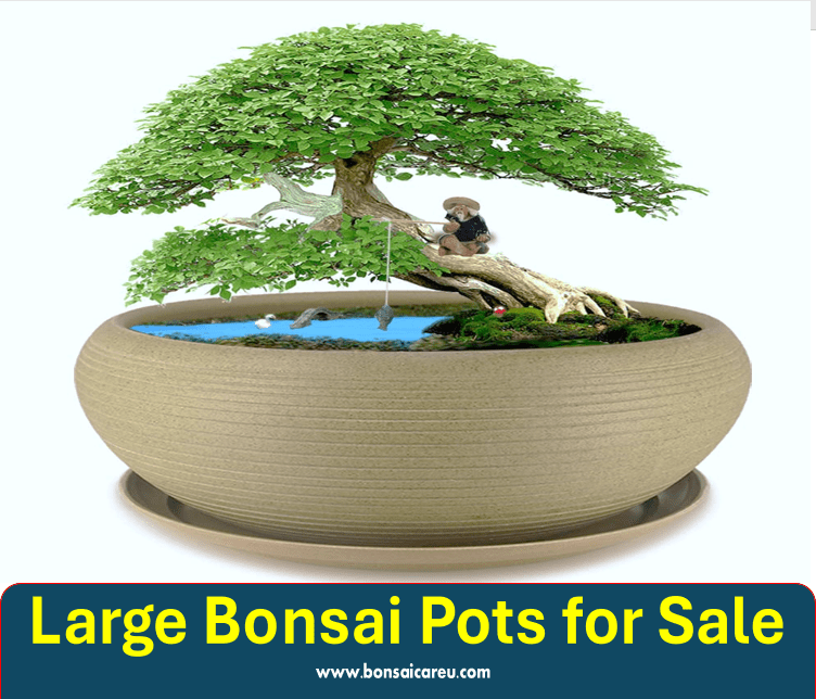 Large Bonsai Pots for Sale