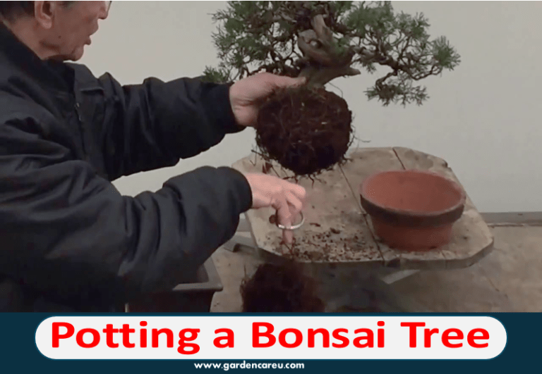 Potting a Bonsai Tree