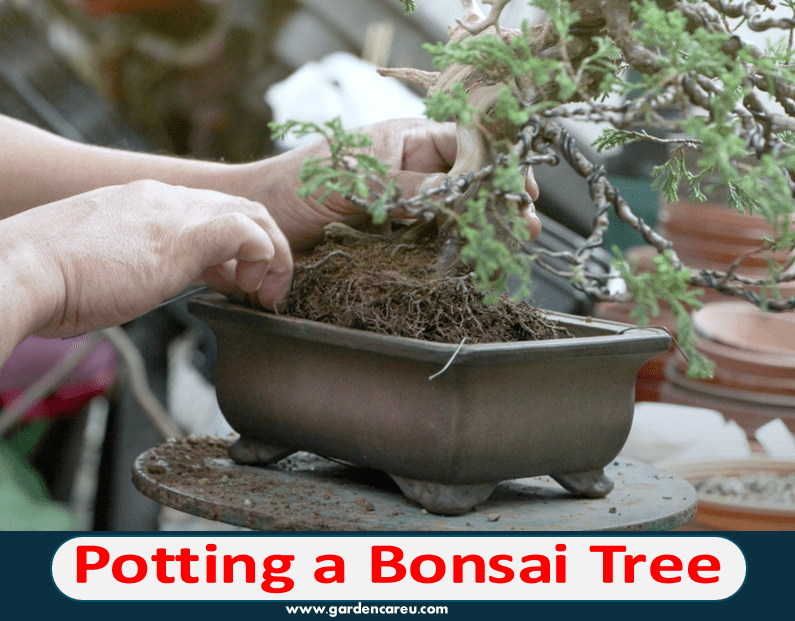 Potting a Bonsai Tree