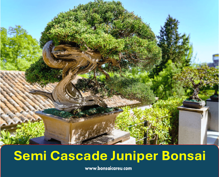 Semi Cascade Juniper Bonsai