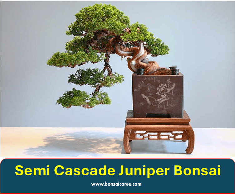 Semi Cascade Juniper Bonsai