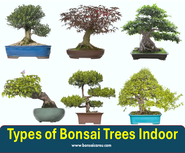 Types of Bonsai Trees Indoor