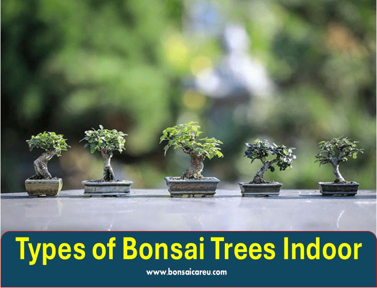 Types of Bonsai Trees Indoor