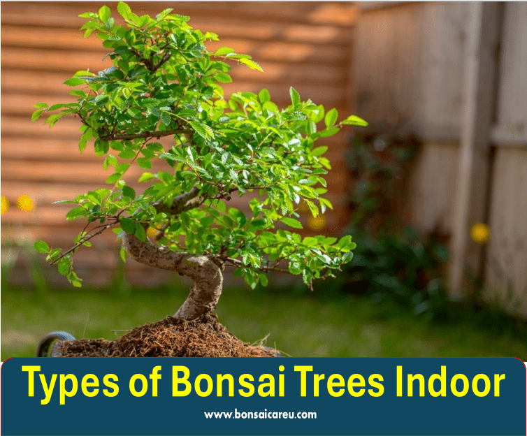 Types of Bonsai Trees Indoor